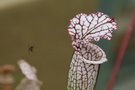 vignette Sarracenia leucophylla