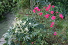 vignette Aralia japonica et rosier