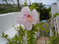 vignette Hibiscus fidji rose