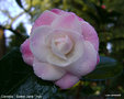 vignette Camélia ' Sweet Jane ' camellia hybride  de  transnokoensis