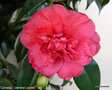 vignette Camélia ' Général Leclerc ' camellia japonica