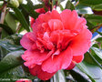 vignette Camélia ' Général Leclerc ' camellia japonica