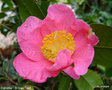 vignette Camélia 'Saint Ewe '= 'ST EWE ' camellia hybride williamsii