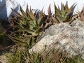 vignette Aloe maculata