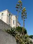 vignette Agave americana en fleurs