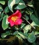 vignette Camellia japonica ssp. rusticana 'Reigyoku'