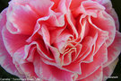 vignette Camélia ' Tomorrow's Dawn ' camellia japonica