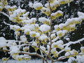 vignette Hamamlis sous la neige