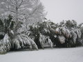 vignette Phyllostachys sous la neige