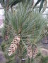 vignette Pinus wallichiana 'Densa Hill'
