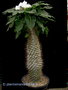 vignette Pachypodium lamerei compact