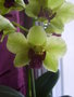 vignette Dendrobium Phalaenopsis Emma Green