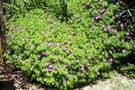 vignette Geranium sanguineum-Geraniacees