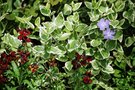 vignette Vinca major variegata-Apocynacees