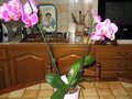 vignette orchidee
