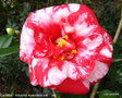 vignette Camélia ' Adolphe Audusson variegated ' camellia japonica