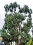 vignette Cugnaux - Eucalyptus gundal