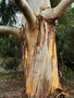 vignette Cugnaux - Eucalyptus gundal (tronc)