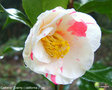 vignette Camélia ' Dainty  ( california )' camellia japonica