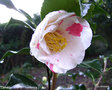 vignette Camélia ' Dainty  ( california )' camellia japonica