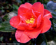 vignette Camélia ' Freedom Bell ' camellia hybride