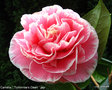 vignette Camélia ' Tomorrow's Dawn ' camellia japonica