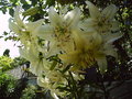 vignette Lilium asiaticum x tigrinum Alba