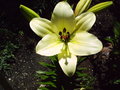 vignette Lilium asiaticum Inzell