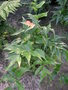 vignette Cyrtomium falcatum - Fougère Houx / Dryopteridaceae - Dryopteridacées