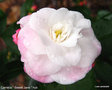 vignette Camélia ' Sweet Jane ' camellia hybride  de transnokoensis
