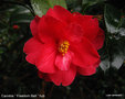 vignette Camélia ' Freedom Bell ' camellia hybride