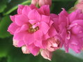 vignette Kalanchoe blossfeldiana  fleurs doubles