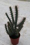 vignette Euphorbia aeruginosa