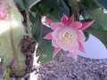 vignette piphyllum Rose Pracox