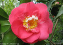 vignette Camlia ' R.L Wheeler ' camellia japonica