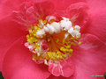 vignette Camlia ' R.L Wheeler ' camellia japonica