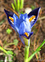 vignette Iris  botanique, nain