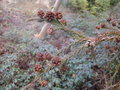 vignette Cryptomeria japonica