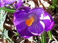 vignette crocus