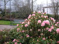 vignette Rhododendron 'Christmas Cheer'