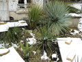 vignette Dasylirion texanum Yucca rostrata schotti et carnerosana