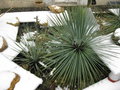 vignette Dasy whelerii et Yucca linearifolia