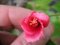 vignette Hibiscus boryanus