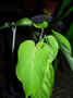 vignette Passiflora quadrangularis