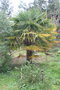 vignette Trachycarpus fortunei Ile d'Aix17 20070203