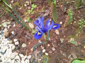 vignette iris bleu