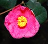 vignette Camellia japonica 'Jean Laborey'