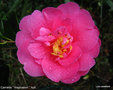 vignette Camélia ' INSPIRATION ' camellia hybride,  reticulata x saluenensis