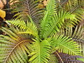 vignette Toulouse - musum d'histoire naturelle