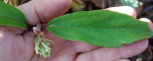 vignette Ribes laurifolium   /   Grossulariaces   /   Sichouan